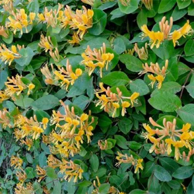 Жимолость ТЕЛЬМАНА в Ярославле