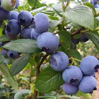 Голубика ХАРРИСОН  Голубика ХАРРИСОН в Ярославле