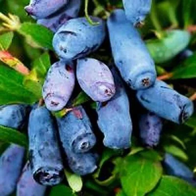 Жимолость съедобная ВОЛХОВА  Жимолость съедобная ВОЛХОВА в Ярославле