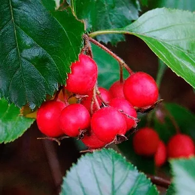 Боярышник ЛЮДМИЛ  Боярышник ЛЮДМИЛ в Ярославле