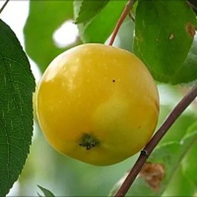 Яблоня КИТАЙКА ЖЁЛТАЯ колонновидная  Яблоня КИТАЙКА ЖЁЛТАЯ колонновидная в Ярославле