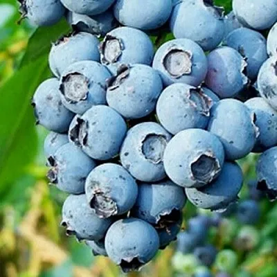 Голубика БРИГИТТА БЛЮ  Голубика БРИГИТТА БЛЮ в Ярославле