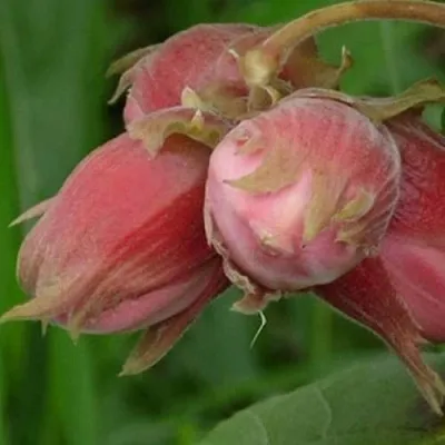 Фундук АКАДЕМИК ЯБЛОКОВ в Ярославле