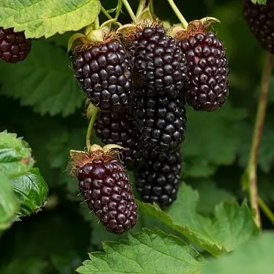 Ежемалина в Ярославле