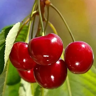 Черешня ТЕРЕМОШКА  Черешня ТЕРЕМОШКА в Ярославле