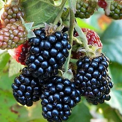 Ежевика ОУАЧИТА бесшипная в Ярославле