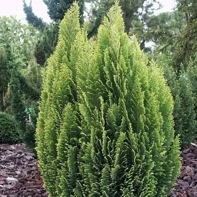 Кипарисовик ЭЛВУДИ ЭМПАЙР лавсана  Кипарисовик ЭЛВУДИ ЭМПАЙР лавсана в Ярославле