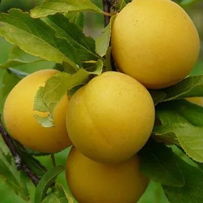 Слива СОЛНЫШКО  Слива СОЛНЫШКО в Ярославле