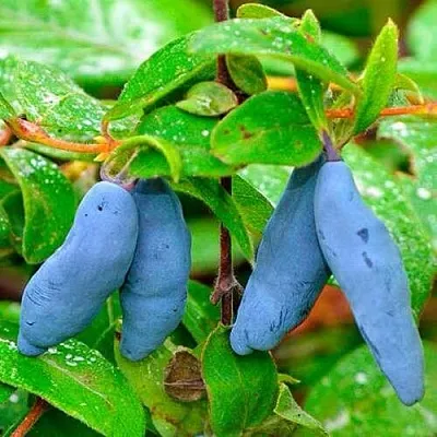 Жимолость съедобная МОРЕНА  Жимолость съедобная МОРЕНА в Ярославле