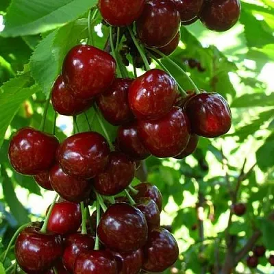 Вишня ВОСТОРГ колонновидная  Вишня ВОСТОРГ колонновидная в Ярославле