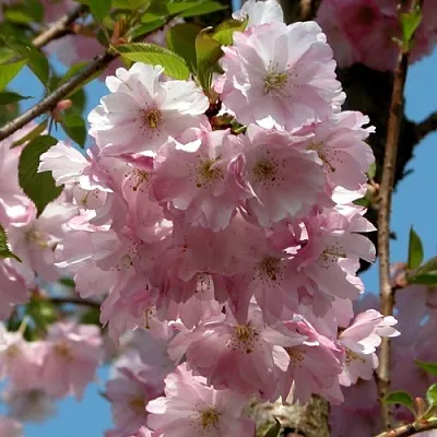 Вишня АККОЛЕЙД цветущая  Вишня АККОЛЕЙД цветущая в Ярославле