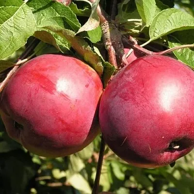 Яблоня ДАРУНАК  Яблоня ДАРУНАК в Ярославле