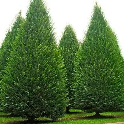 Граб  в Ярославле