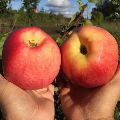 Яблоня КОВРОВОЕ стелющаяся в Ярославле