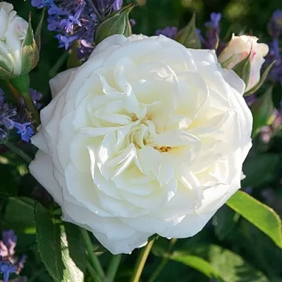 Саженцы роз АЛАБАСТЕР флорибунда  Саженцы роз АЛАБАСТЕР флорибунда в Ярославле