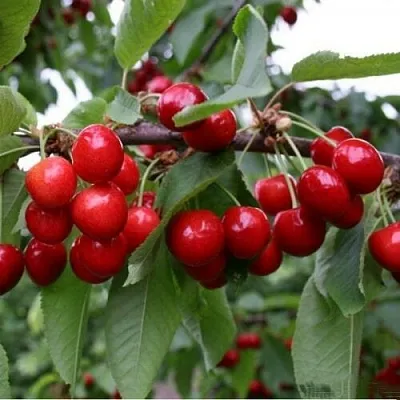 Черешня ДОНЕЦКАЯ КРАСАВИЦА  Черешня ДОНЕЦКАЯ КРАСАВИЦА в Ярославле