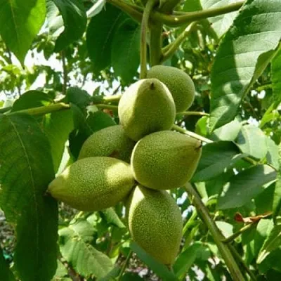 Маньчжурский орех Маньчжурский орех в Ярославле