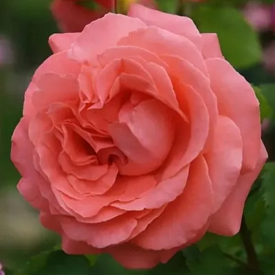 Саженцы роз ДИДИ БРИДЖУОТЕР плетистая в Ярославле