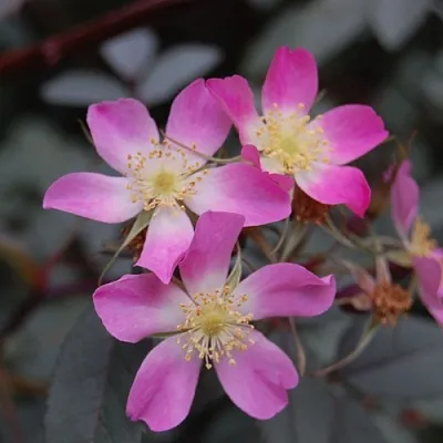 Саженцы роз сизая в Ярославле