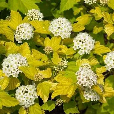 Пузыреплодник ДАРТС ГОЛД  Пузыреплодник ДАРТС ГОЛД в Ярославле