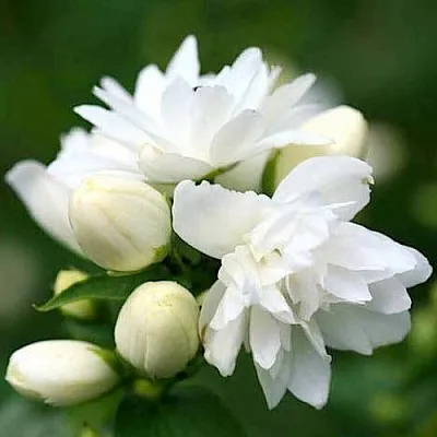 Жасмин ШНЕЕШТРУМ  Жасмин ШНЕЕШТРУМ в Ярославле