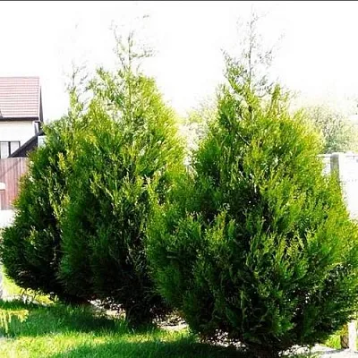 Туя АТРОВИРЕНС складчатая в Ярославле