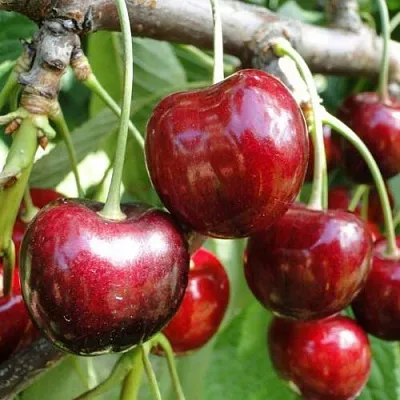 Черешня САШЕНЬКА  Черешня САШЕНЬКА в Ярославле