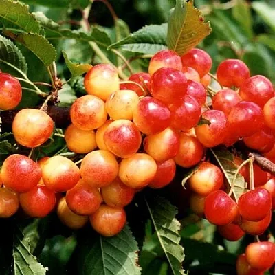 Черешня БЮТТНЕРА КРАСНАЯ в Ярославле