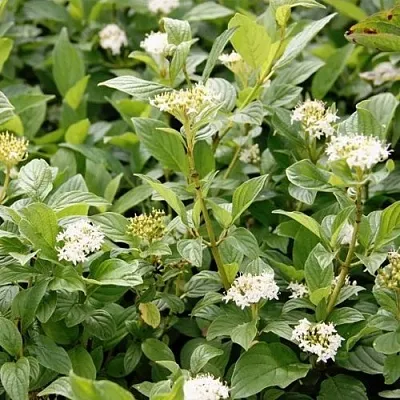 Дерен ФЛАВИРАМЕА отпрысковый   Дерен ФЛАВИРАМЕА отпрысковый  в Ярославле