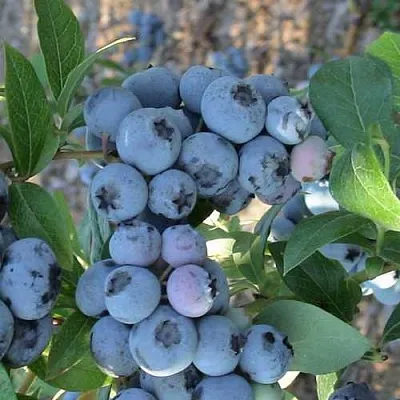 Голубика НОРТЛАНД  Голубика НОРТЛАНД в Ярославле