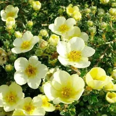 Лапчатка КЛОНДАЙК кустарниковая  Лапчатка КЛОНДАЙК кустарниковая в Ярославле