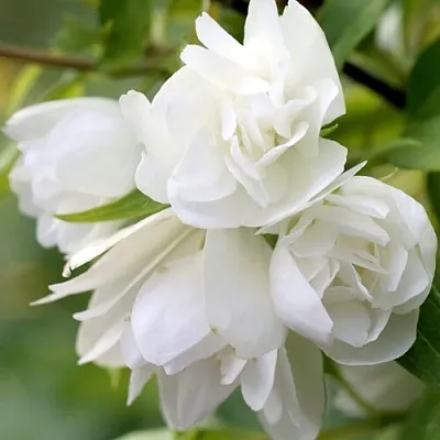 Жасмин МАНТО Д’ЭРМИН  Жасмин МАНТО Д’ЭРМИН в Ярославле