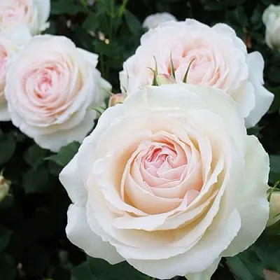 Саженцы роз ПАЛЕ РОЯЛЬ плетистая в Ярославле