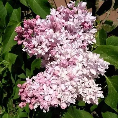 Сирень МИЛОСЕРДИЕ  Сирень МИЛОСЕРДИЕ в Ярославле