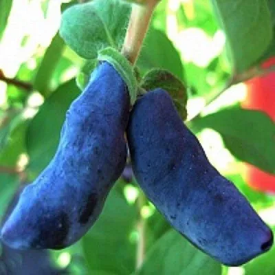 Жимолость съедобная БАКЧАРСКИЙ ВЕЛИКАН  Жимолость съедобная БАКЧАРСКИЙ ВЕЛИКАН в Ярославле