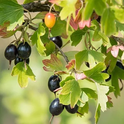 Смородина золотистая БЛЭЙКСТ  Смородина золотистая БЛЭЙКСТ в Ярославле