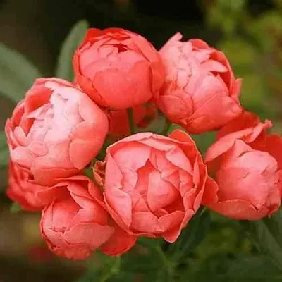 Саженцы роз ОРАНЖ МОРСДАГ полиантовая  Саженцы роз ОРАНЖ МОРСДАГ полиантовая в Ярославле