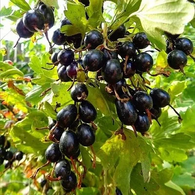 Смородина золотистая ОВАЛЬНАЯ  Смородина золотистая ОВАЛЬНАЯ в Ярославле