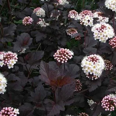 Пузыреплодник ДИАБЛО  Пузыреплодник ДИАБЛО в Ярославле