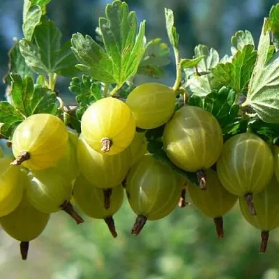 Крыжовник ХИННОНМАЙНЕН КЕЛЬТАЙНЕН в Ярославле