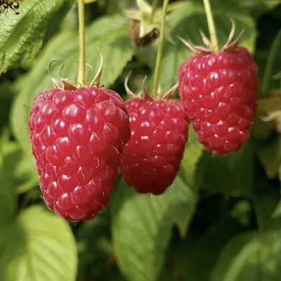 Малина МАПЕМА   Малина МАПЕМА  в Ярославле