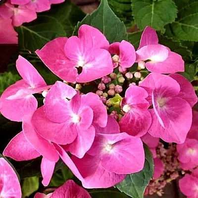 Гортензия ТАУБЕ крупнолистная  Гортензия ТАУБЕ крупнолистная в Ярославле