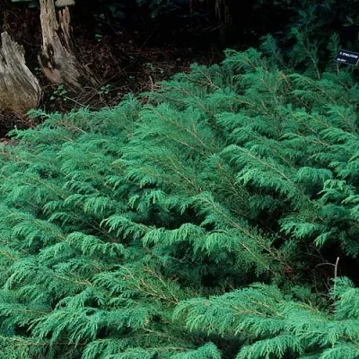 Микробиота  Микробиота в Ярославле