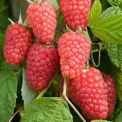 Малина КАСКАД ДЕЛАЙТ  Малина КАСКАД ДЕЛАЙТ в Ярославле