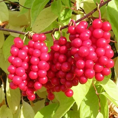 Лимонник ПЕРВЕНЕЦ китайский в Ярославле