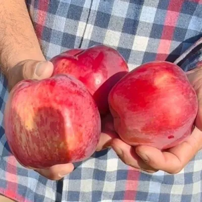 Яблоня ПАМЯТЬ КОВАЛЕНКО в Ярославле