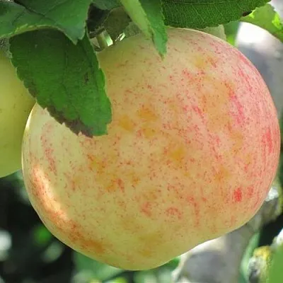 Яблоня ЛЕТНЕЕ СЛАДКОЕ  Яблоня ЛЕТНЕЕ СЛАДКОЕ в Ярославле