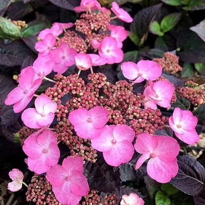 Гортензия ДАРЕДЕВИЛ пильчатая  Гортензия ДАРЕДЕВИЛ пильчатая в Ярославле