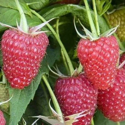 Малина ЕВРАЗИЯ  Малина ЕВРАЗИЯ в Ярославле