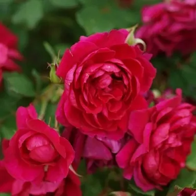 Саженцы роз КВАДРА плетистая в Ярославле